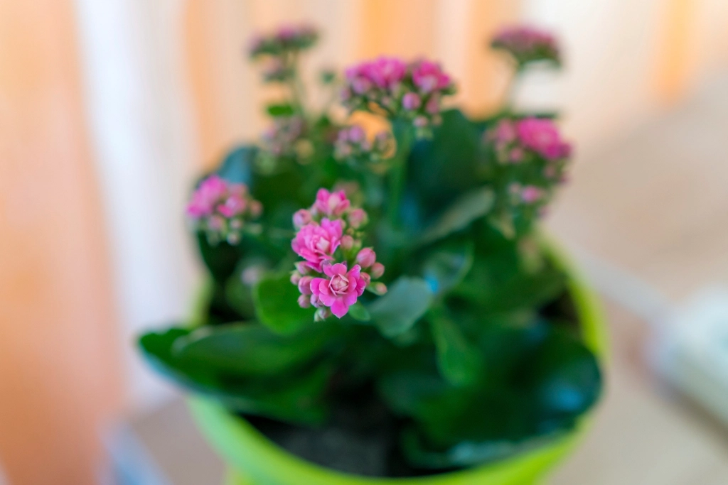 室内に飾った植物