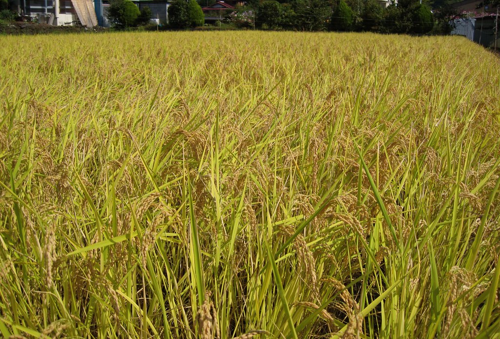 日本の農村に広がる田んぼ