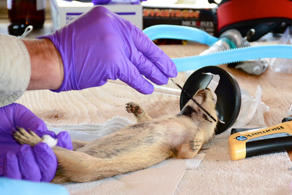 動物病院での診察