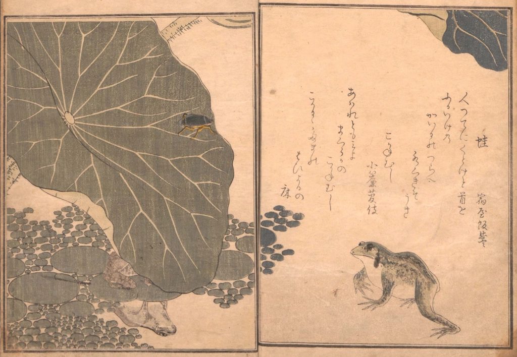 生き物が描かれた古い図譜