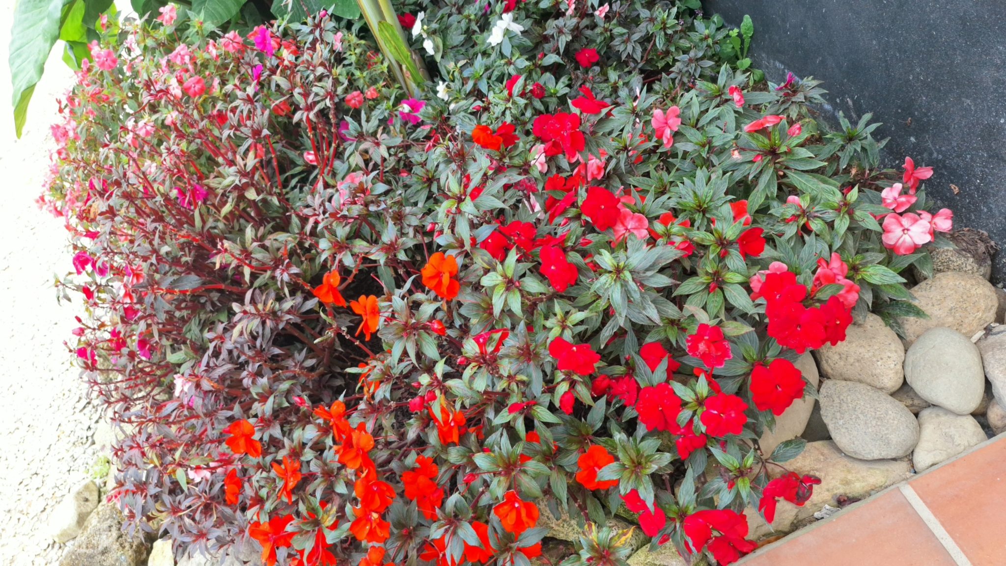 庭の植え込みと敷石