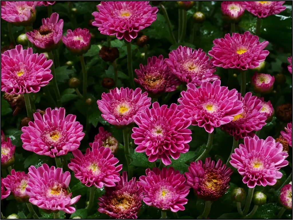 菊の花が並んで咲いている様子