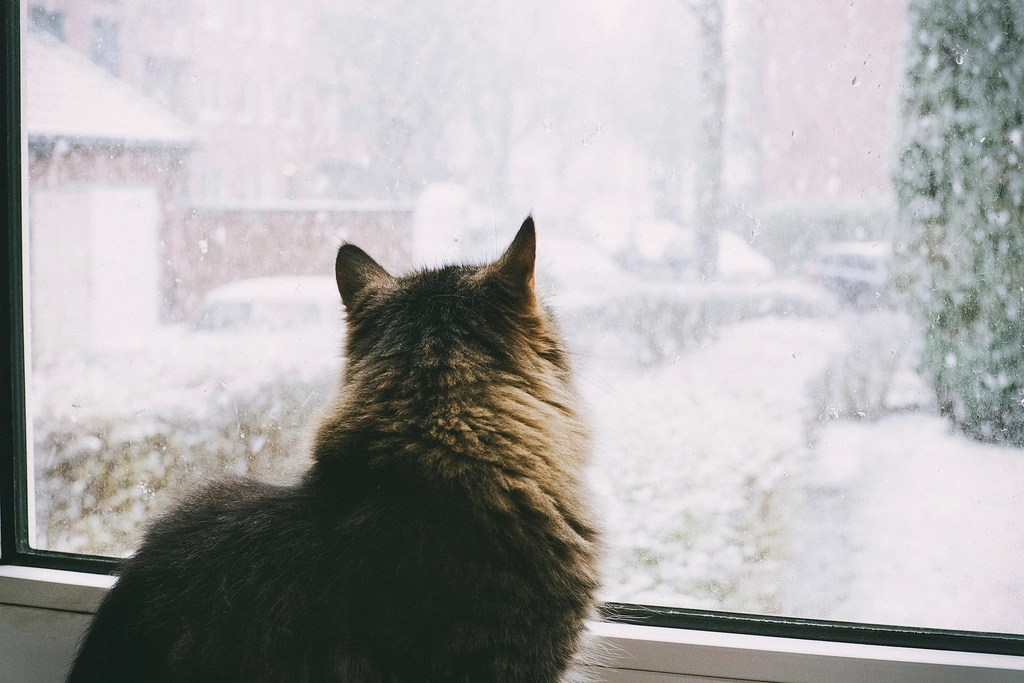 窓辺に座る猫