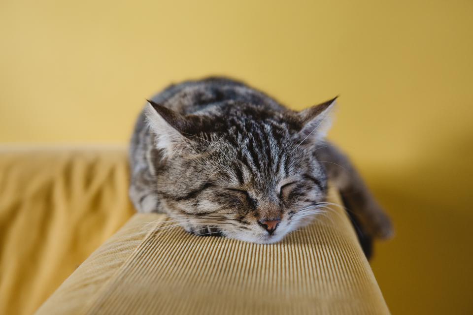 窓辺で過ごす猫