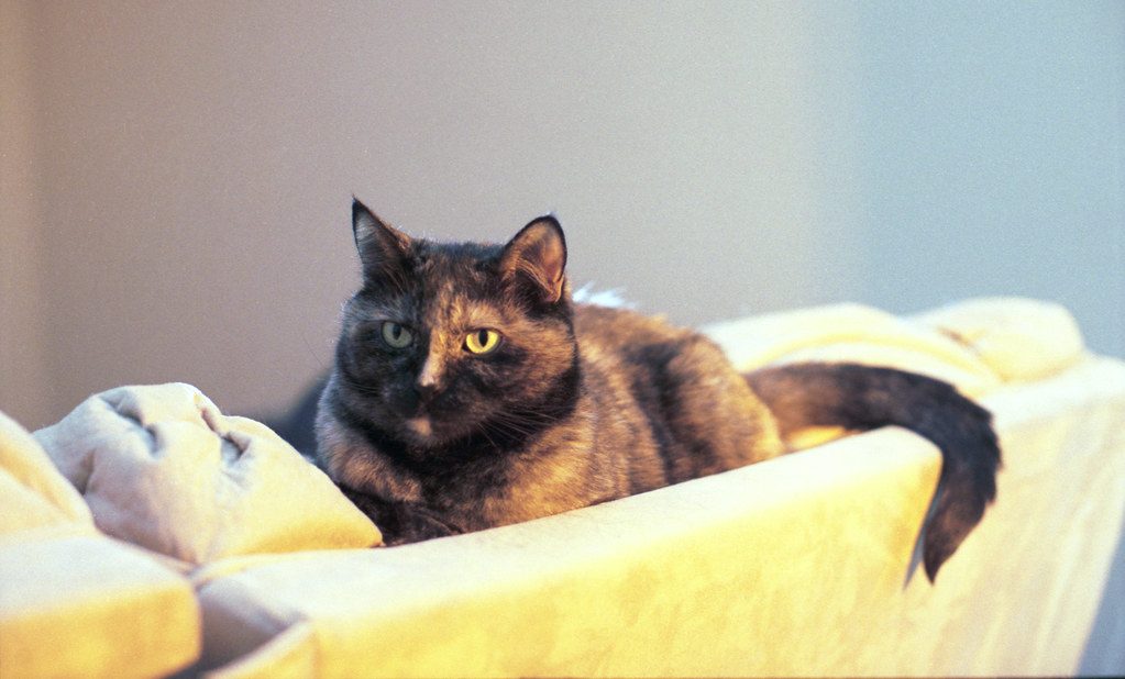 ソファでくつろぐ猫