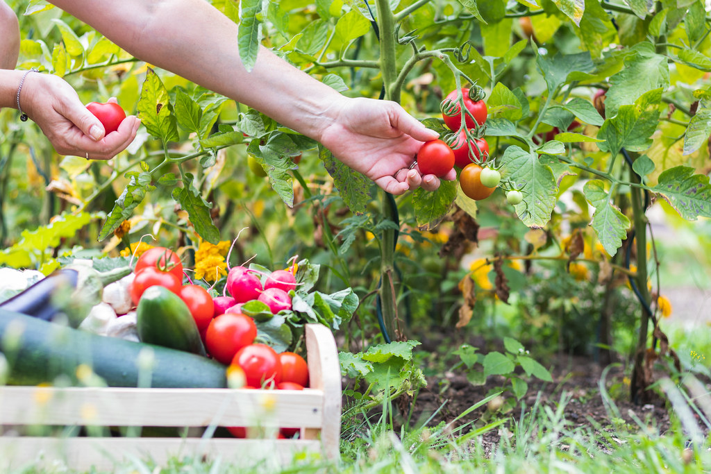 収穫した野菜を持つ生産者